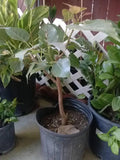 Bodhi Plant Ficus Religiosa - 2 Feet Tall - Sacred Fig Tree - Live Plant - Ideal for Bonsai