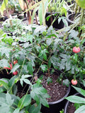 Abutilon 'Tiger Eye' - 3 Gal Pot - Tiger Eye Flowering Maple - Bright Yellow Blooms - Live Plant