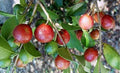Strawberry Guava Plant - 2 Feet Tall in 6" Pot - Psidium cattleianum - Live Plant with Good Roots