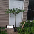 Plum Trees - 2 Pack 1-2 ft Santa Rosa & Methley Varieties - Prunus domestica