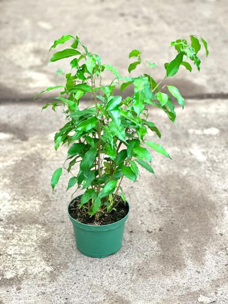 Ficus Benjamina Midnight - 1ft Plant in 6" Pot - Indoor Decorative Houseplant - Ficus benjamina