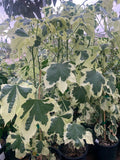 Abutilon 'Savitzii' Plant in 6” Pot - Flowering Indoor/Outdoor Tropical Shrub