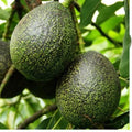 Grafted Gem Avocado Tree - 2 to 3 Feet Tall - Ships in 3 Gallon Pot - Persea americana