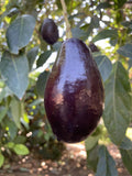 Grafted Mexicola Avocado Tree - 3 to 4 Feet Tall - Ship in 3 Gal Pot - Persea americana