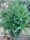 French Lavender Live Plant 1 Gallon Pot - Lavandula Dentata, 1 Foot Tall, Fragrant Purple Flowers, Drought-Tolerant Perennial