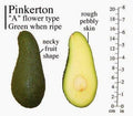 Pinkerton Avocado Tree - Grafted - 3 to 4 Feet Tall - Bigger Trunk - Persea americana 'Pinkerton'