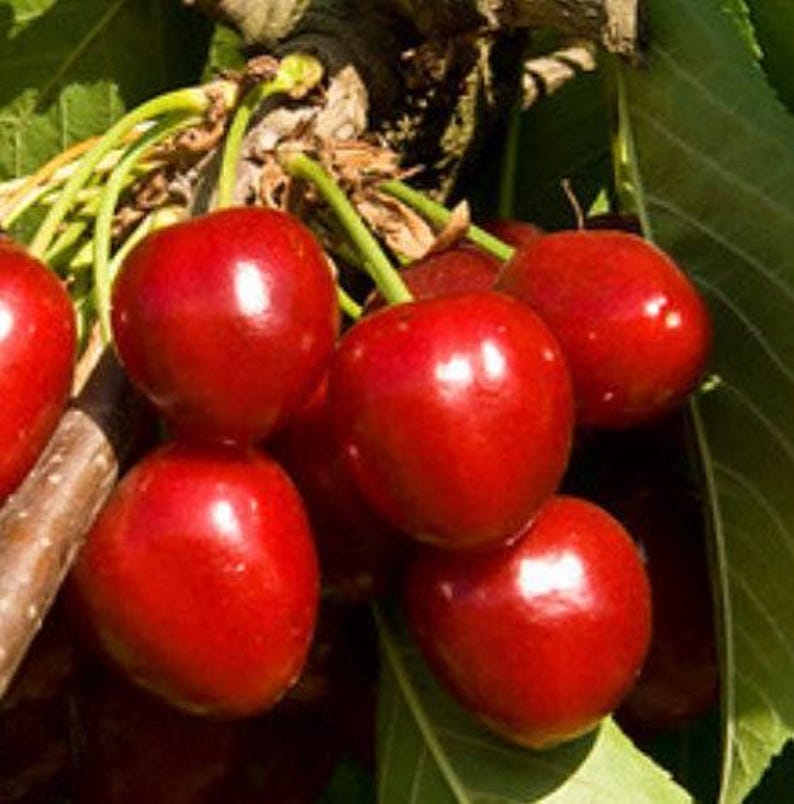 Stella Cherry Tree 2-3 Ft in Pot - Dark Red Sweet Fruit - Prunus avium 'Compact Stella'