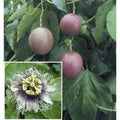 Purple Passion Fruit Plant - 6" Pot - Passiflora edulis - Self-Pollinating, Frilly Flowers, Delicious Sweet Fruit