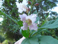 Chitalpa Live Plant 2-3ft Morning Cloud Variety in Pot - Chitalpa tashkentensis