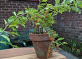 Goji Berry Plant - 6" Pot - Lycium barbarum - Antioxidant Rich Superfood - Edible Fruit Plant for Health Benefits