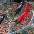 Black Cobra Pepper Live Plant in 3" Pot - Capsicum annuum - Spicy, Unique Flavor, Great for Home Garden