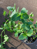 Spearmint Live Plant 3” Pot - Fragrant Green Leaves - Culinary Herb for Gardens - Mentha spicata