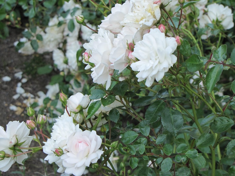 Rosa Seafoam Live Plant 6” Pot - Low Growing Deciduous Shrub for Groundcover - Rosa spp.