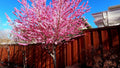 Early Pink Flowering Peach Tree - 2 to 3 Feet - Prunus Persica - Ship in 6" Pot - Bright Pink Blossoms