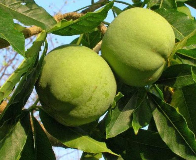 White Sapote Seedling 2-3 Feet - Lemond Gold - Shipped in 6" Pot - White Sapote (Casimiroa edulis)
