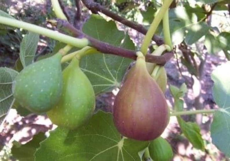 Flanders Fig Live Plant 6” Pot - 2ft Tall - Ficus carica - Violet Striped Fruits, Amber Flesh, Warm Climate Hardy Zones 7-10