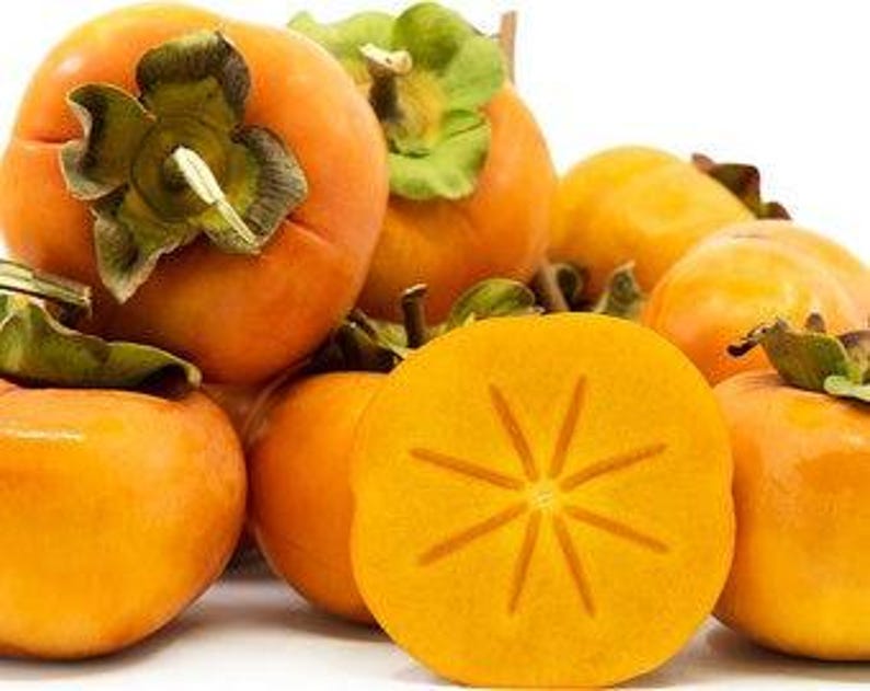 Fuyu Jiro Persimmon Tree - 3 Gal Pot - Non-Astringent Variety - Diospyros kaki - Firm Deep Orange Fruit