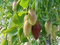 Grafted Jujube Tree 3 Feet Tall - Jujube GA866 - Grows Big Trunk - Ships in 3 Gallon Pot