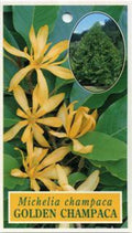 Gold Champaca Plant 1-2 Feet Tall in 6" Pot - Fragrant Yellow Flowers, Evergreen (Michelia alba)
