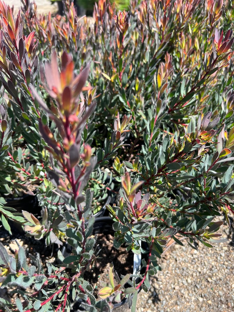 Leucadendron 'Afterburner' Live Plant 1ft in 6” Pot - Compact Growth, Gold Bracts, Red-Orange Centers, Ideal for Garden & Cut Flowers