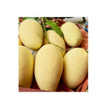 Grafted Mango Tree - 3 Feet Tall - Xoài Cát Hòa L?c - Vietnamese Cat Hoa Loc Mango - Ships in 3 Gal Pot