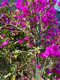 Purple Bougainvillea Plant - 3 to 4 ft - 3 Gallon Pot - Bougainvillea glabra