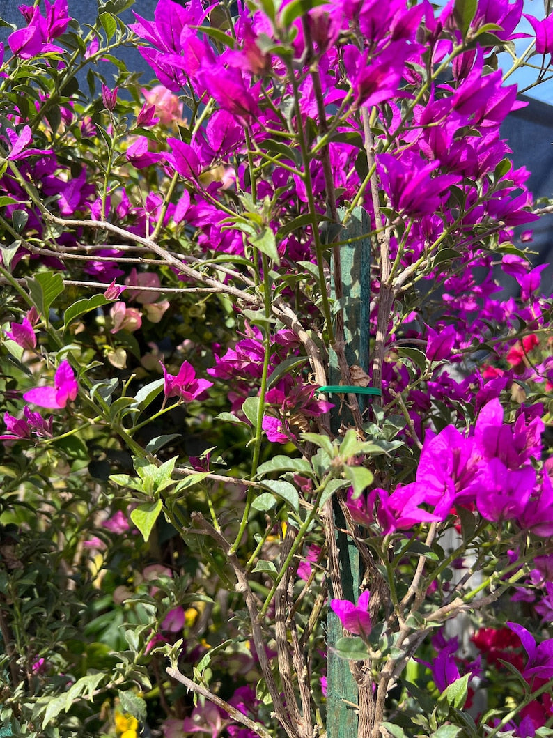 Purple Bougainvillea Plant - 3 to 4 ft - 3 Gallon Pot - Bougainvillea glabra