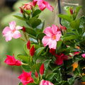 Pink Mandevilla Live Plant in 1 Gallon Pot - Tropical Climber for Partial to Full Sun - Mandevilla spp.