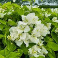 White Bougainvillea Plant in 3 Gal Pot - 2 to 3 Feet Tall - Bougainvillea glabra - Ideal for Full Sun Garden