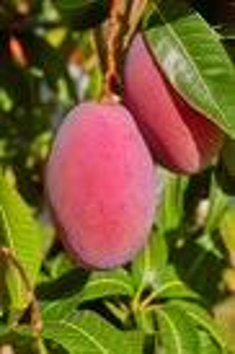 Grafted Mango Tree 1/2 Gallon Tommy Atkins Variety (Mangifera indica) - Juicy, Sweet, Medium to Large Fruit