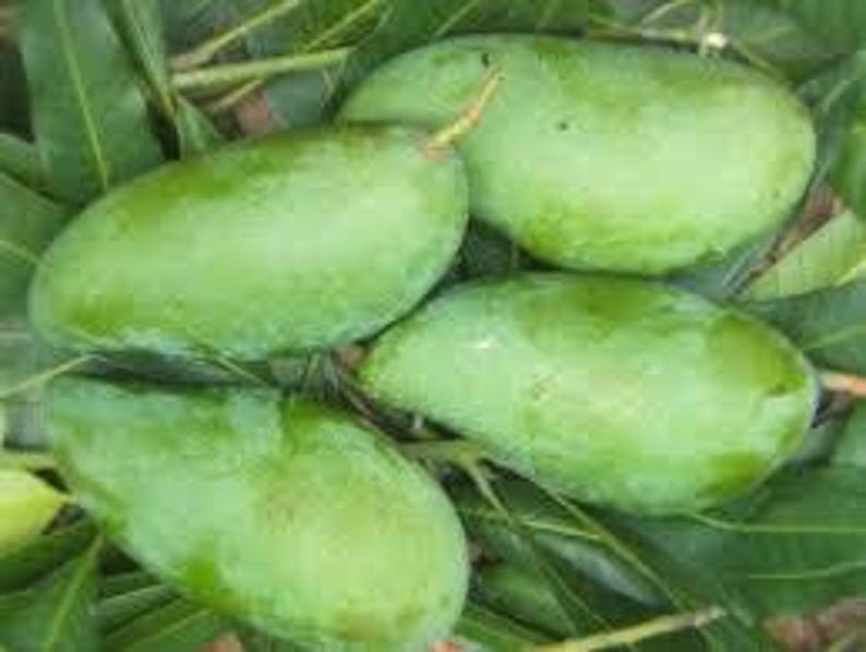 MUN KUN SI Mango Tree - Grafted 3-4 ft Live Plant in 3 Gal Pot - Thai Variety with Sweet Fiberless Fruit - Mangifera indica