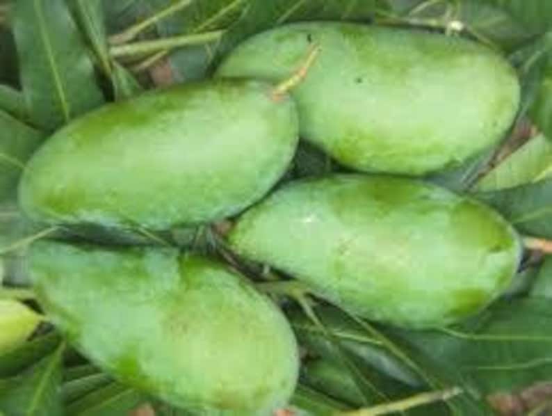 MUN KUN SI Mango Tree - Grafted 1ft Live Plant in 6" Pot - Sweet Thai Mango - Mangifera indica