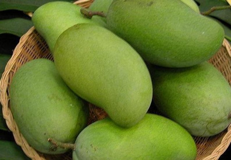 Grafted Okrung Mango Tree - 3 to 4 Feet - Live Plant in 3gal Pot - Sweet Thai Mango (Mangifera indica)