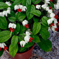 White-Red Bleeding Heart Vine - 3" Pot - Clerodendrum thomsoniae - Exotic White and Red Blossoms, Ideal for Indoors and Outdoors