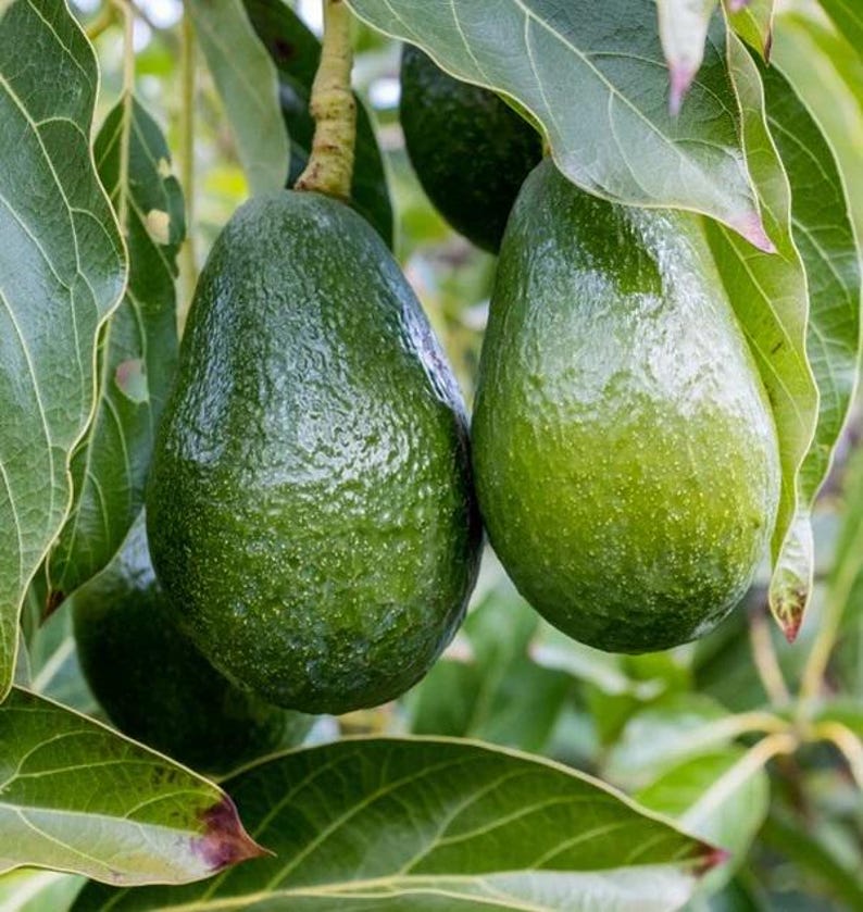Grafted Day Avocado Tree - 2 Feet Tall - 3Gal Pot - Persea americana - Nutty Flavor, Cold Tolerant, Perfect for Containers