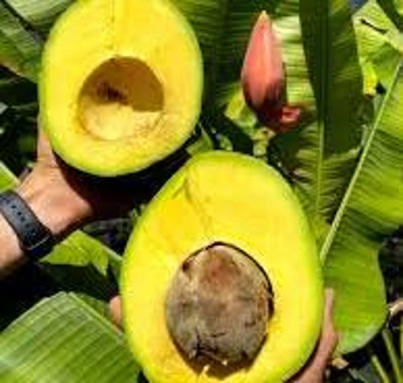 Grafted Marcus Pumpkin Avocado Tree - 3 to 4 Feet Tall - Avocado Tree in 3Gal Pot - Smooth Green Skin, Creamy Yellow Flesh