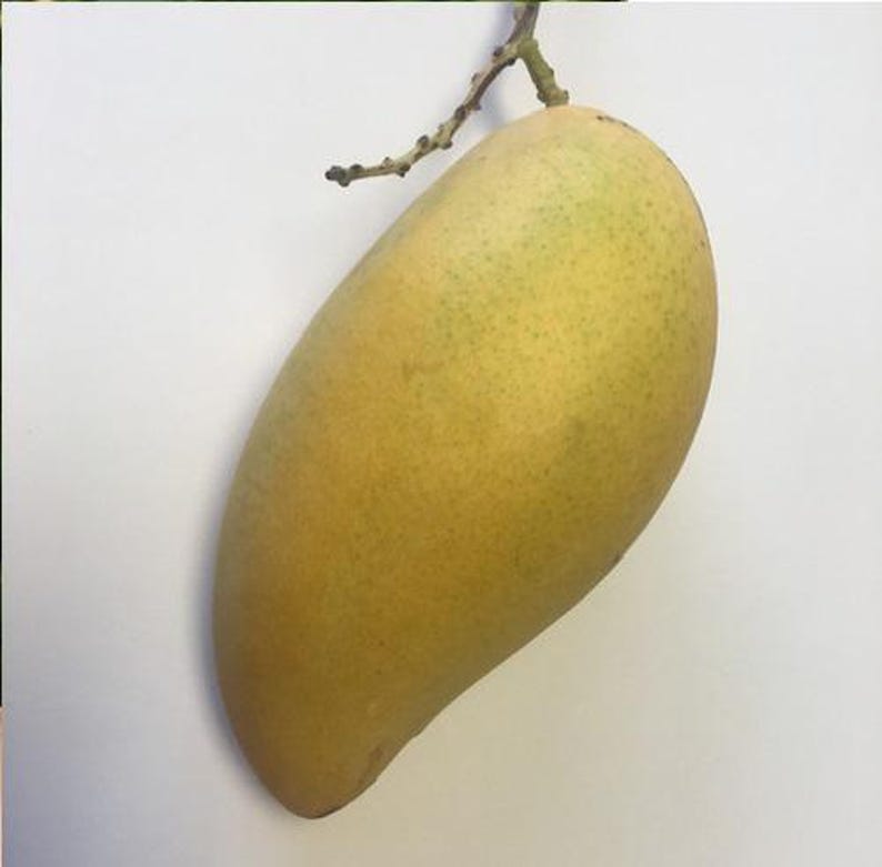 Grafted Sai Tong Mango Tree - 1 to 2 Feet Tall - Live Plant in 6" Pot - Sweet Thai Mango Variety