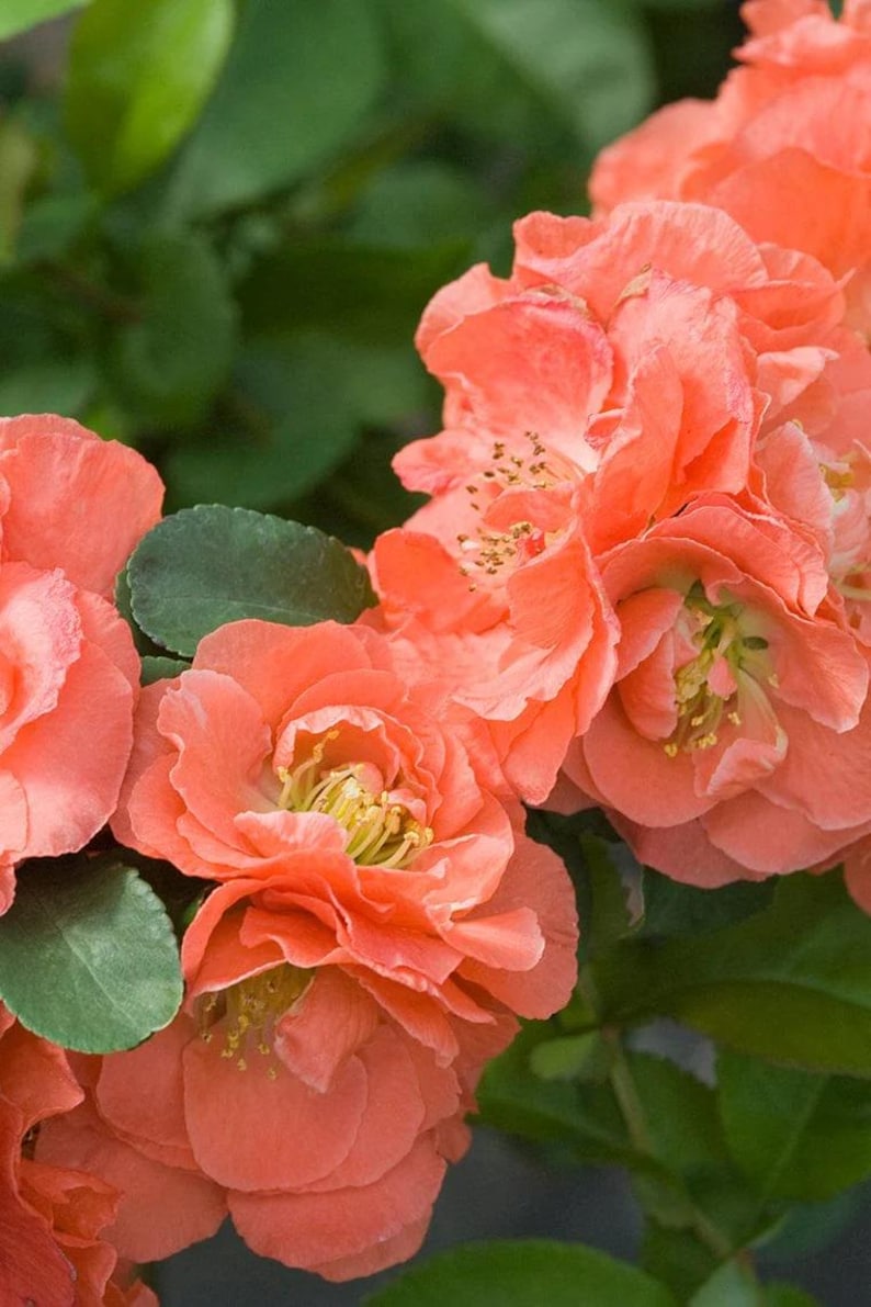Double Take Peach Flowering Quince - 3 Gallon Pot - Chaenomeles speciosa - Thornless, Heat Resistant, Spring Blooms