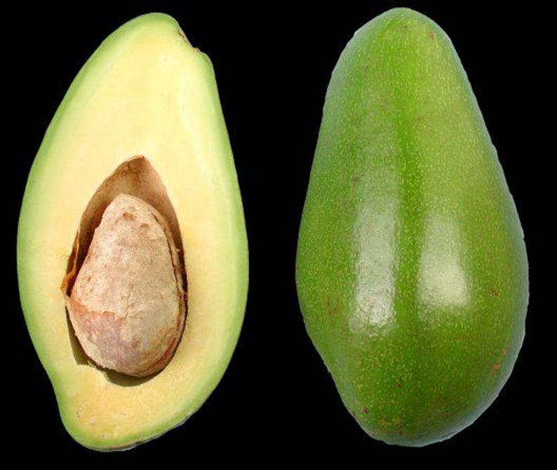 Doni Avocado Tree - Grafted 3 Gal Pot - Florida's First Quality Avocado - Persea americana