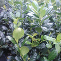 Nellie R. Stevens Holly Trees - 5 Pack, 6-8" in 3" Pots, Ilex x 'Nellie R. Stevens' - Ideal for Hedges & Privacy Screens, Zones 6-9