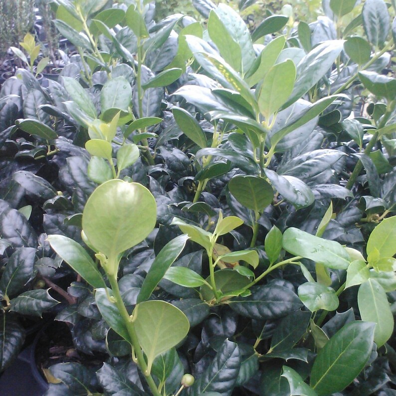 Nellie R. Stevens Holly Trees - 5 Pack, 6-8" in 3" Pots, Ilex x 'Nellie R. Stevens' - Ideal for Hedges & Privacy Screens, Zones 6-9