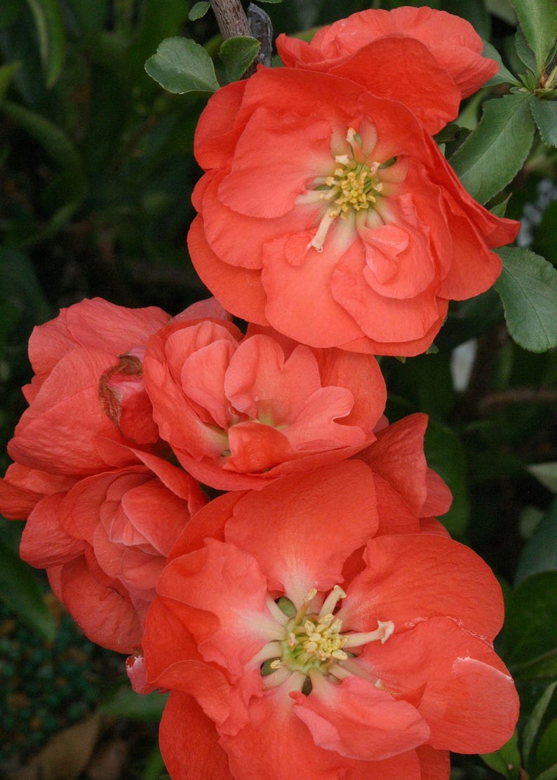 Double Take Orange Flowering Quince - 6" Pot - Bright Scarlet Flowers - Chaenomeles speciosa
