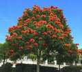 African Tulip Tree - 2 to 3 Feet - Bignonia Family - Bare Root - Exotic Tropical Plant