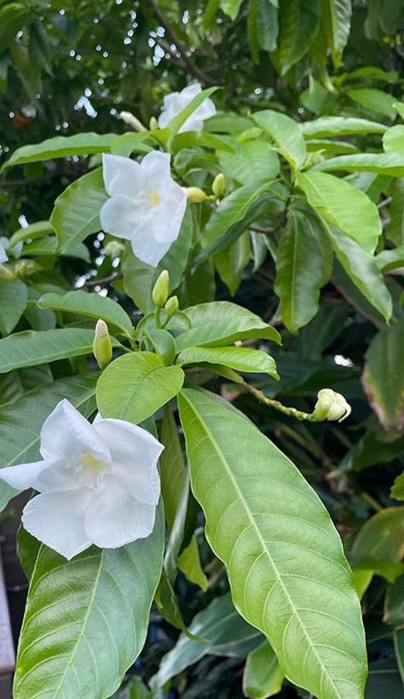 Milky Way Tree 1-2FT, Stemmadenia litoralis, Tropical Ornamental Plant with Fragrant White Flowers