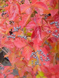 Arrowood Viburnum Plant 1 Gallon Pot Chicago Lustre Multi-Stemmed Shrub (Viburnum dentatum) USDA Zone 4-7