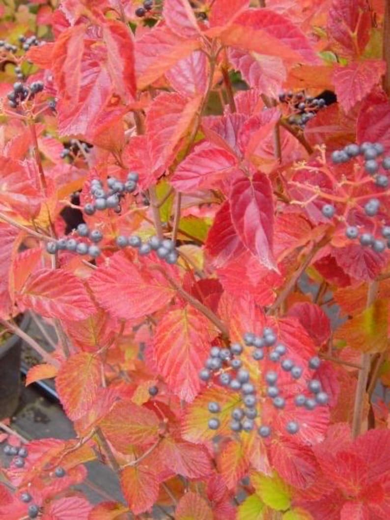 Arrowood Viburnum Plant 1 Gallon Pot Chicago Lustre Multi-Stemmed Shrub (Viburnum dentatum) USDA Zone 4-7