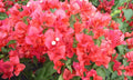 Bougainvillea Plant 3 Gal Climbing Miss Manila Bougainvillea glabra
