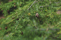 Eastern Hemlock Trees 3-Pack - Tsuga canadensis - Baby Trees 4-8 Inches - Native Plant for Landscaping