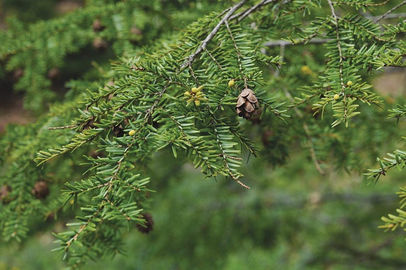 Eastern Hemlock Trees 3-Pack - Tsuga canadensis - Baby Trees 4-8 Inches - Native Plant for Landscaping