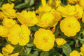 Yellow Primrose Live Bareroot Clump - Easy Perennial for Full Sun - Primula vulgaris - Hardy in Zones 4-9
